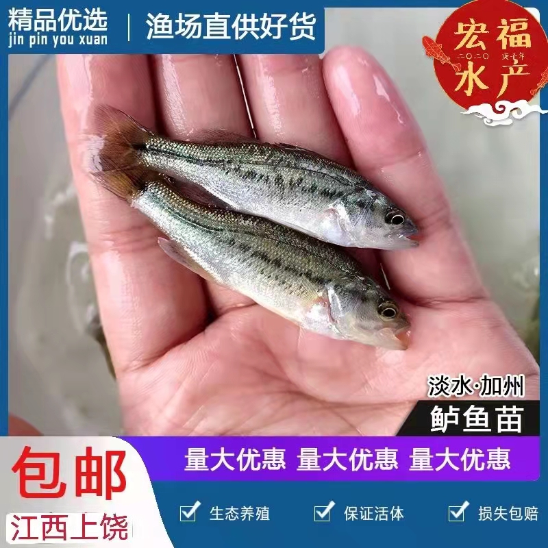 广州鲈鱼技术 养殖方法大全