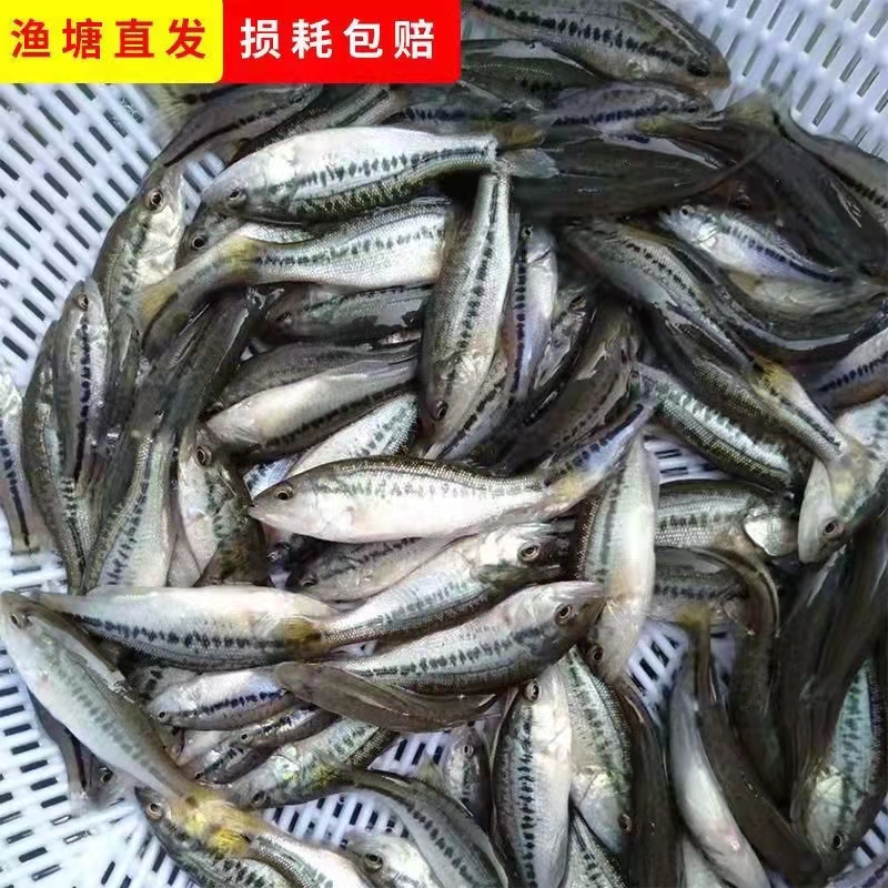 长沙工厂化养殖鲈鱼技术 高密度高产量高存活