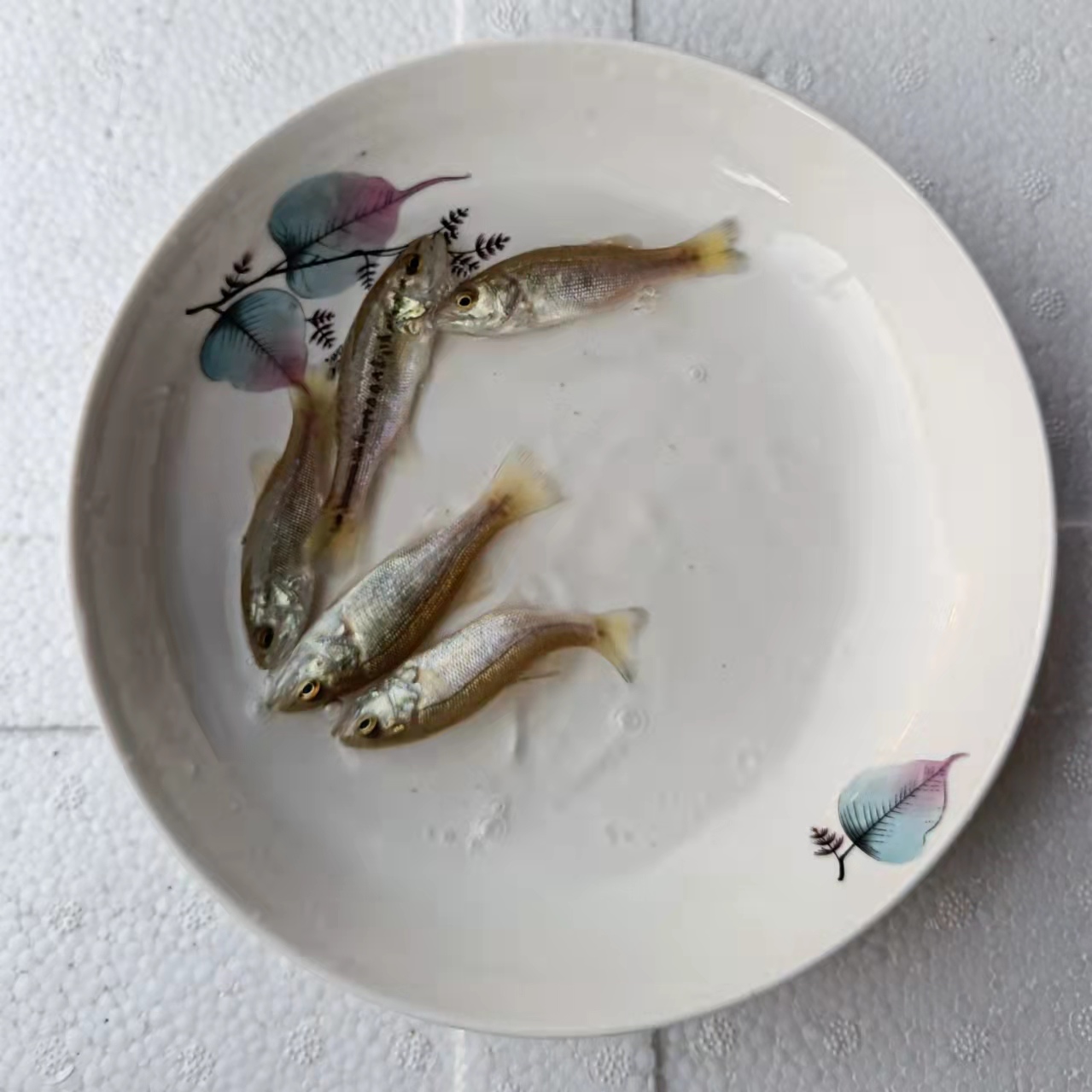 四肋鱼养殖 节约50%以上成本 乌鲁木齐鲈鱼