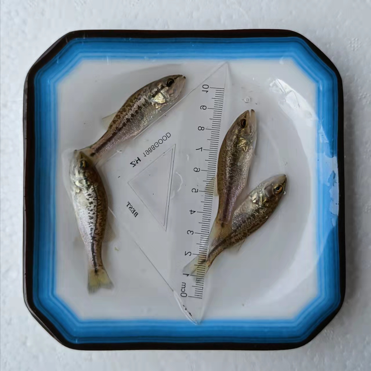 高密度高產量高存活 拉薩室內養殖鱸魚技術