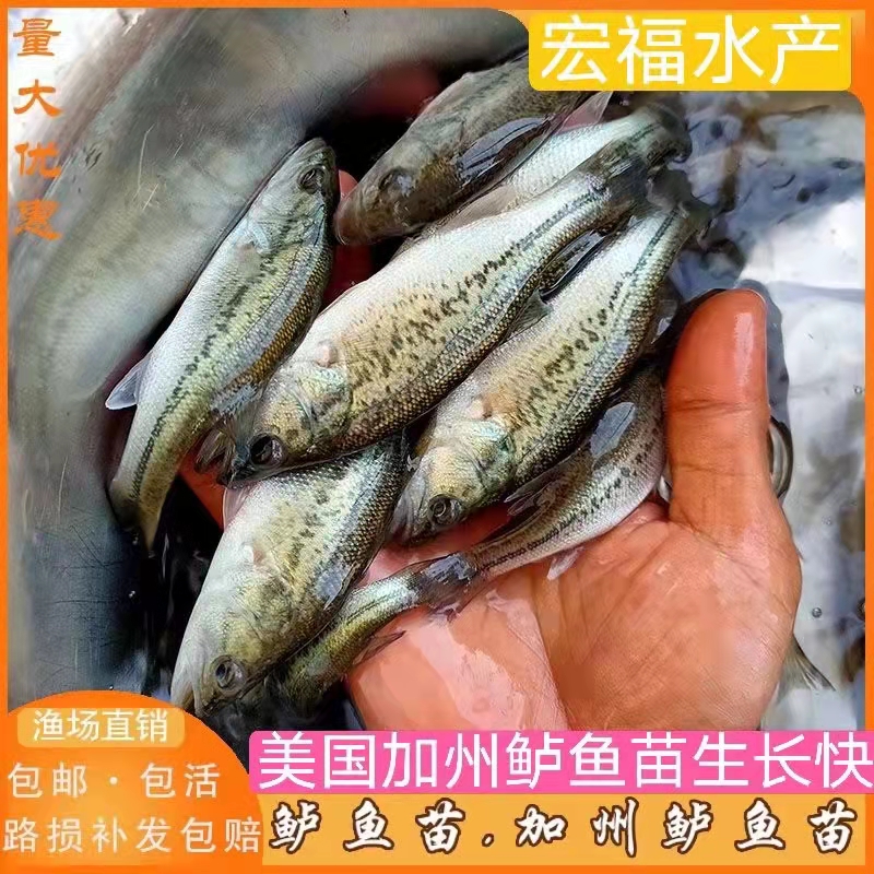 石家莊鱸魚苗 高密度高產量高存活 四肋魚養殖