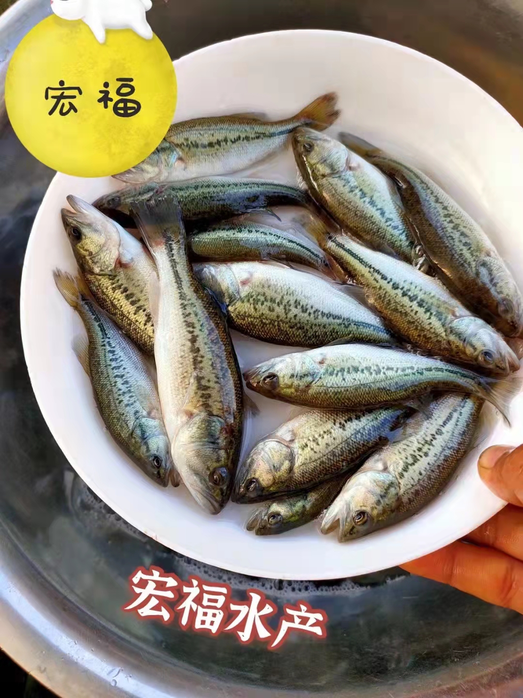 郑州室内养殖鲈鱼技术 养殖方法和注意事项