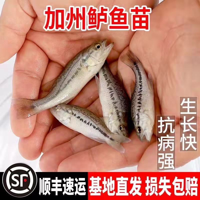 廣州工廠化養殖鱸魚 四肋魚養殖 養殖方法大全