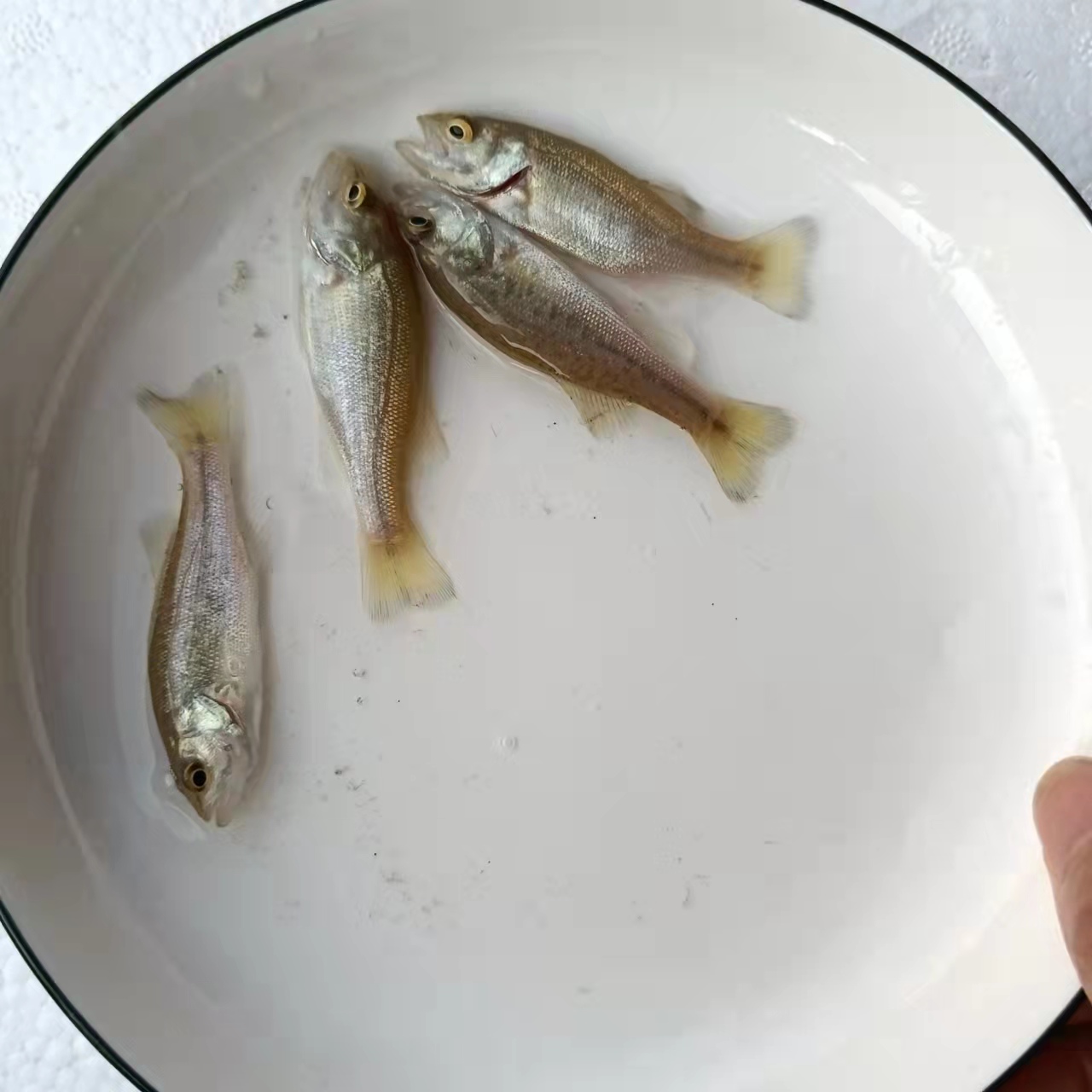 银川鲈鱼
