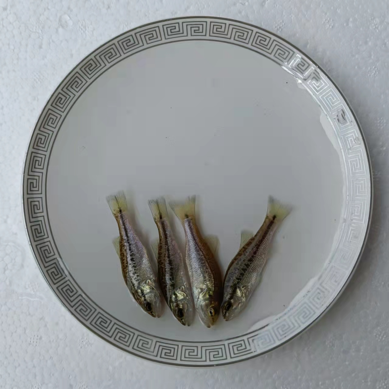 杭州室内养殖鲈鱼技术