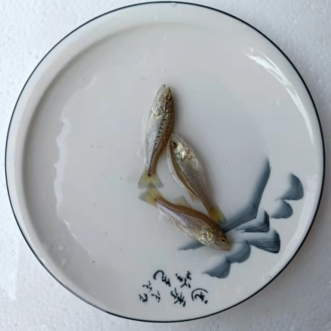 南京室內養殖鱸魚