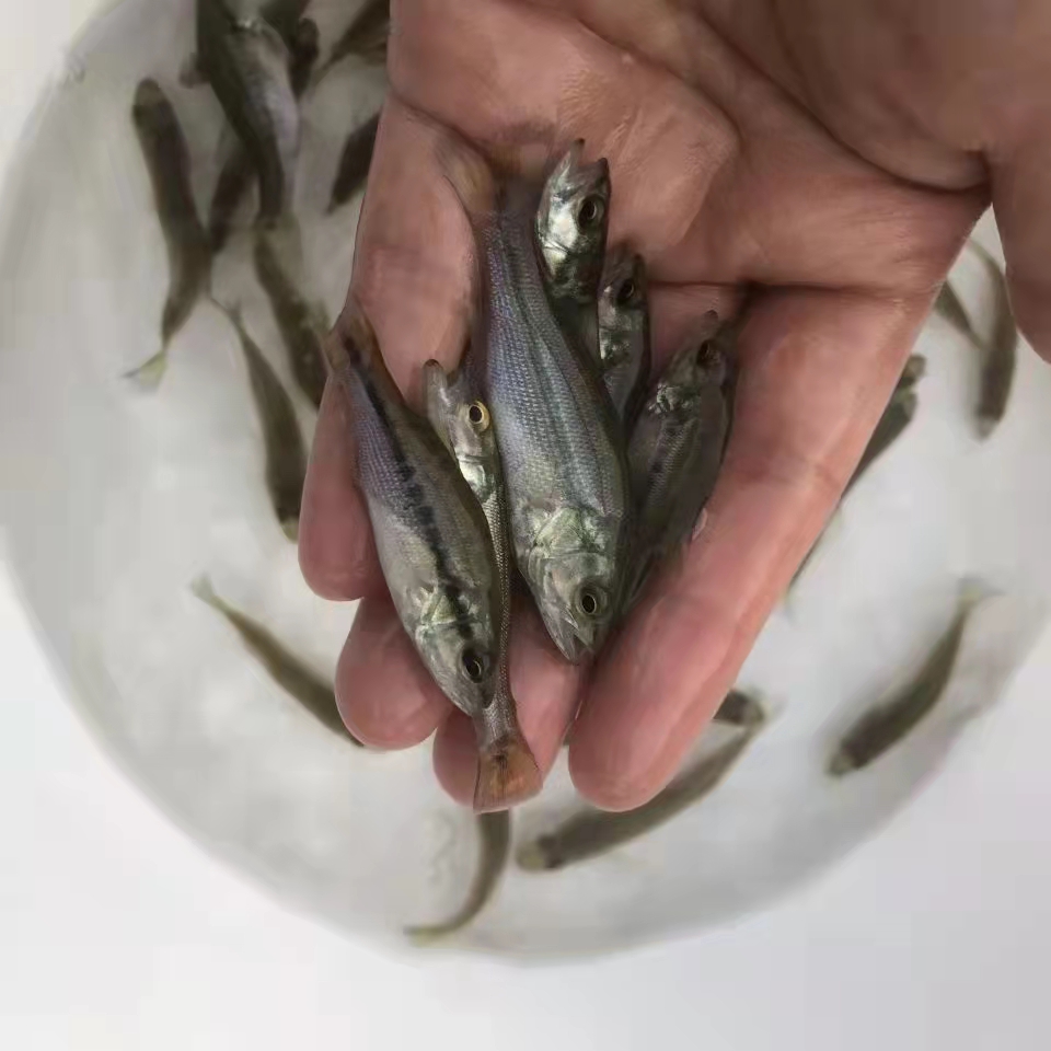武漢室內養殖鱸魚苗