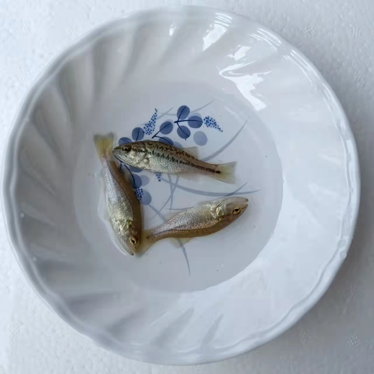 室内养殖鲈鱼技术