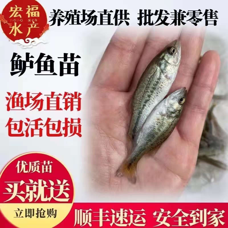 廣州鱸魚技術