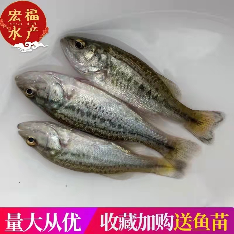 南京工廠化養殖鱸魚