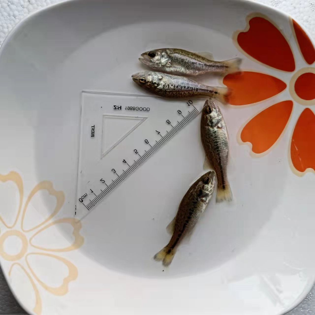 拉萨室内养殖鲈鱼技术