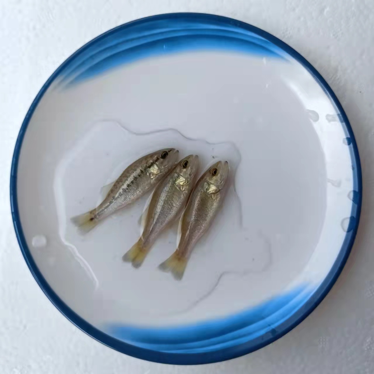 广州室内养殖鲈鱼技术
