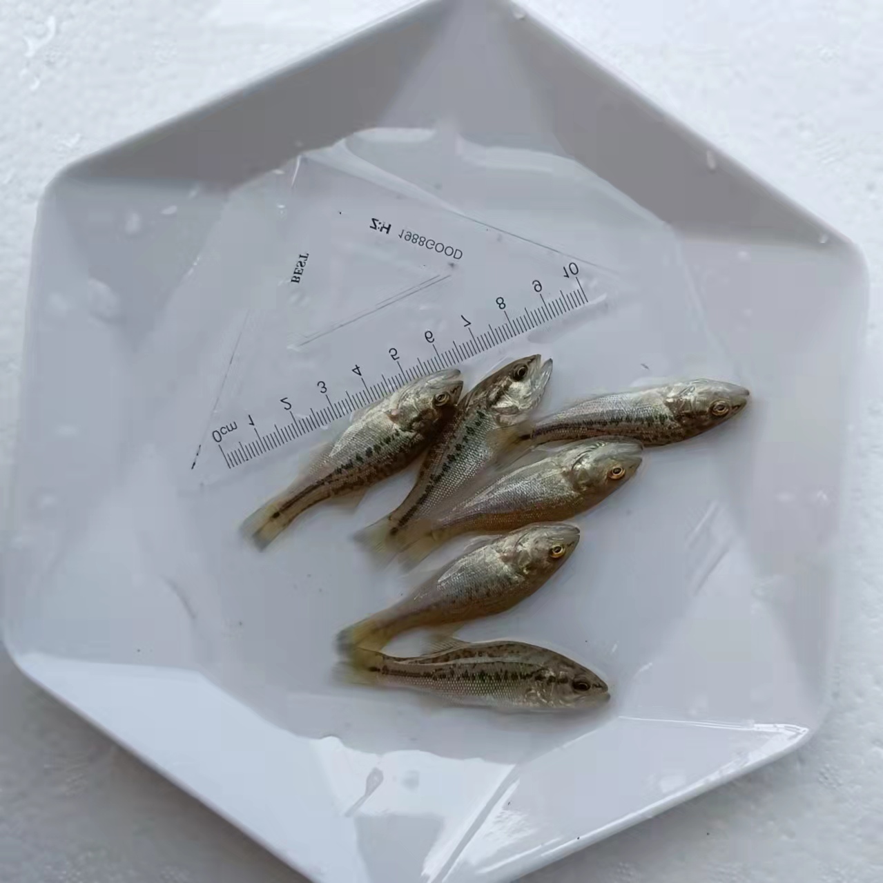 银川室内养殖鲈鱼技术