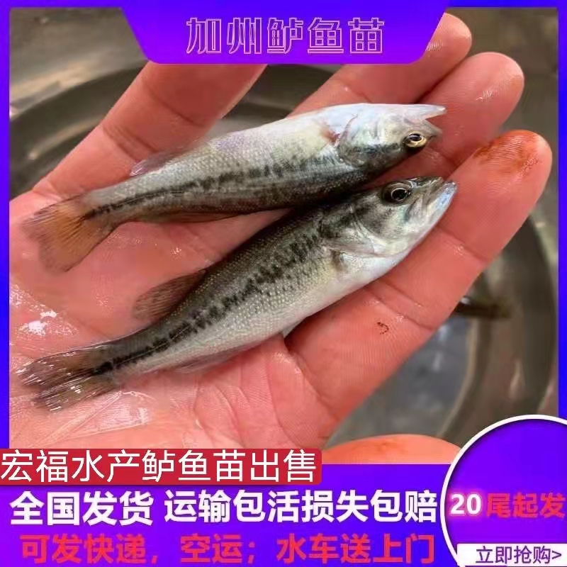 海口工厂化养殖鲈鱼