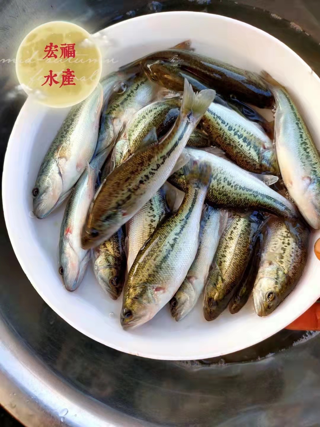 南京工廠化養殖鱸魚
