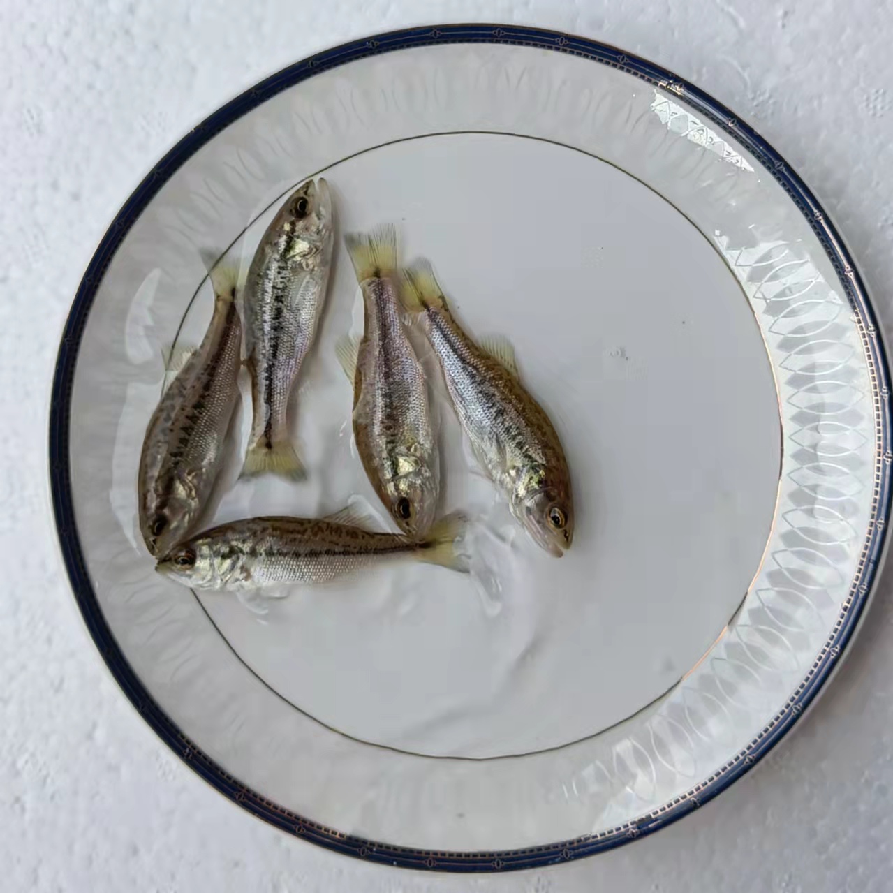 福州室内养殖鲈鱼技术