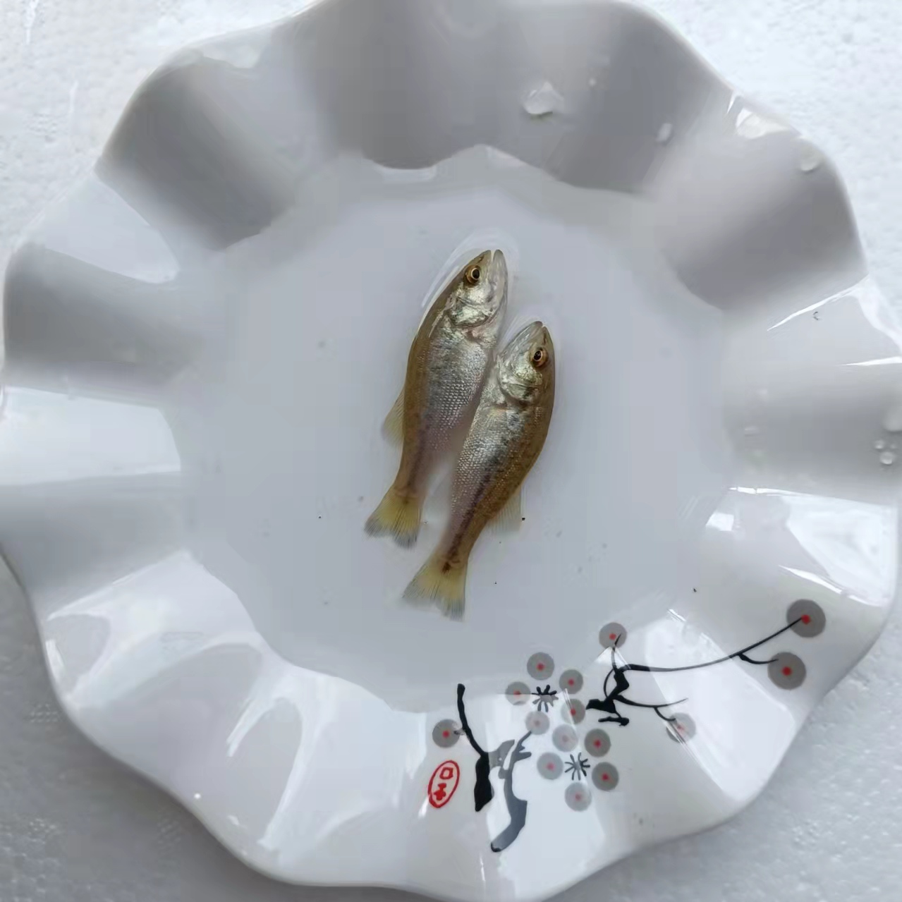 广州室内养殖鲈鱼