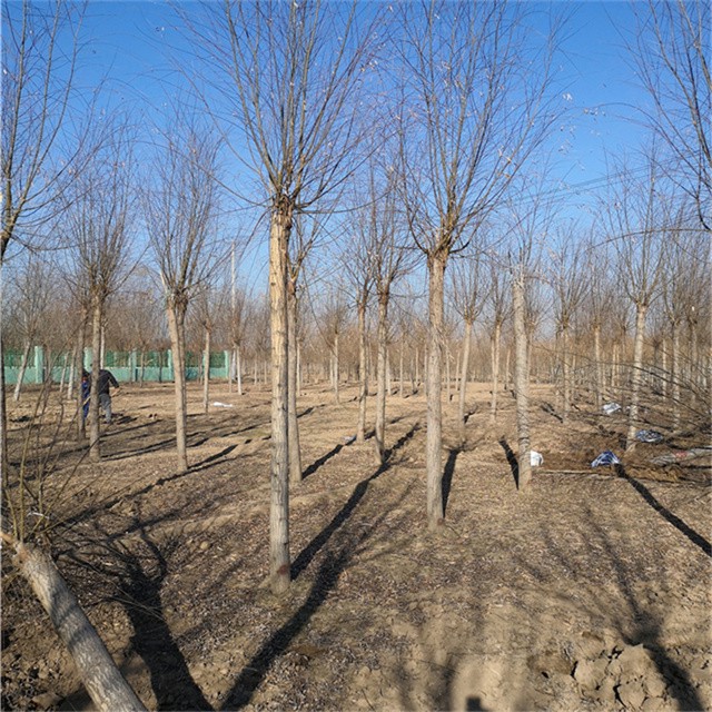 世澤園林垂柳樹,新疆柳樹圖片