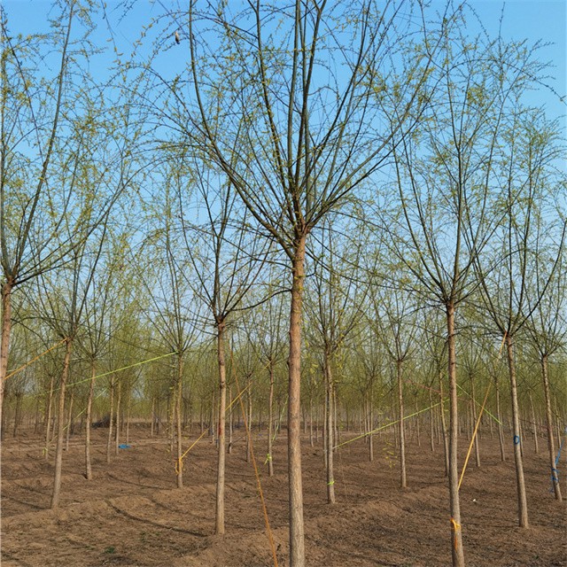 世澤園林絳柳,安徽垂柳基地