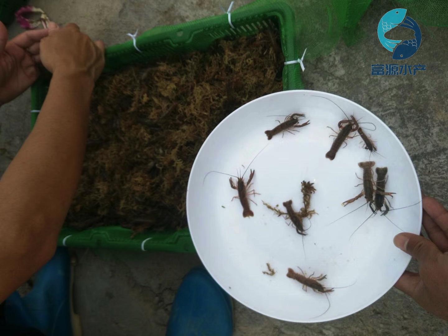 澳洲龙虾苗养殖场澳龙苗出售澳洲淡水龙虾苗批发