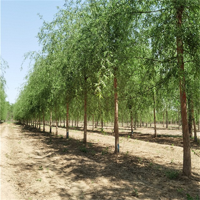 世澤園林旱柳樹,22公分柳樹供應