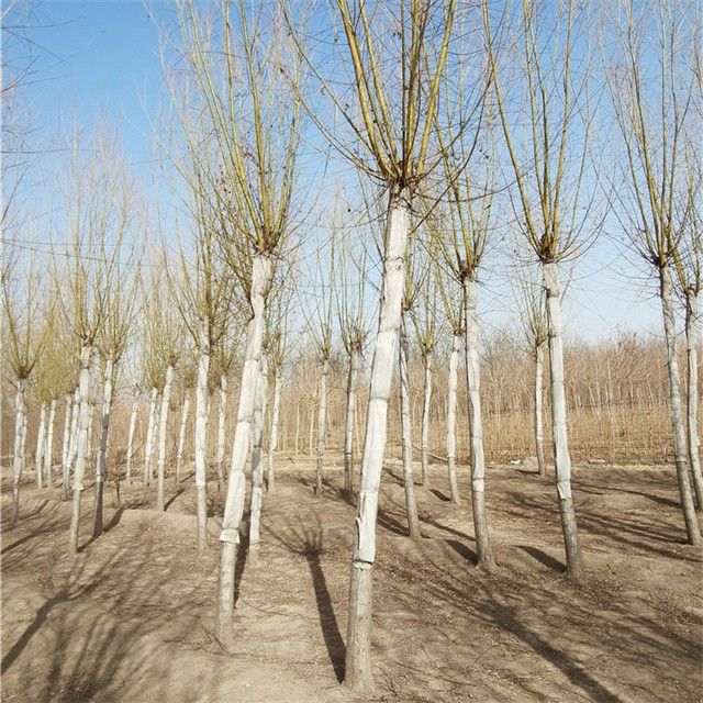 世澤園林黃皮垂柳,18公分金絲垂柳產地