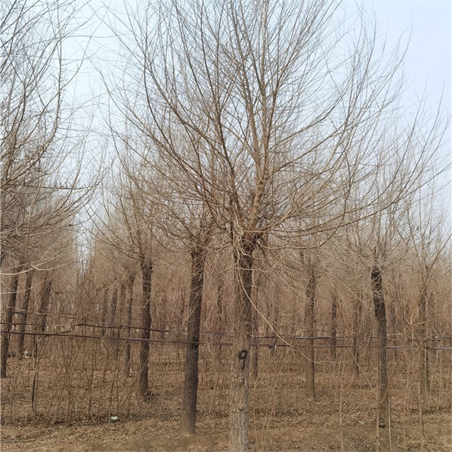 黑龍江金葉榆基地