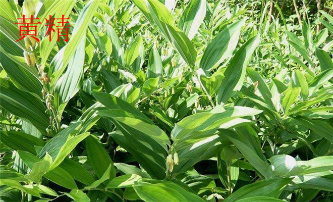 湖北鑫希望生态农业苍术种植，是农户发家致富的新途径