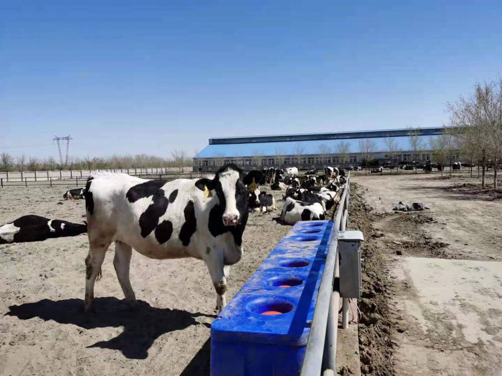 菲富利 牛饮水槽大全，牛喝水槽厂家 牛饮水器