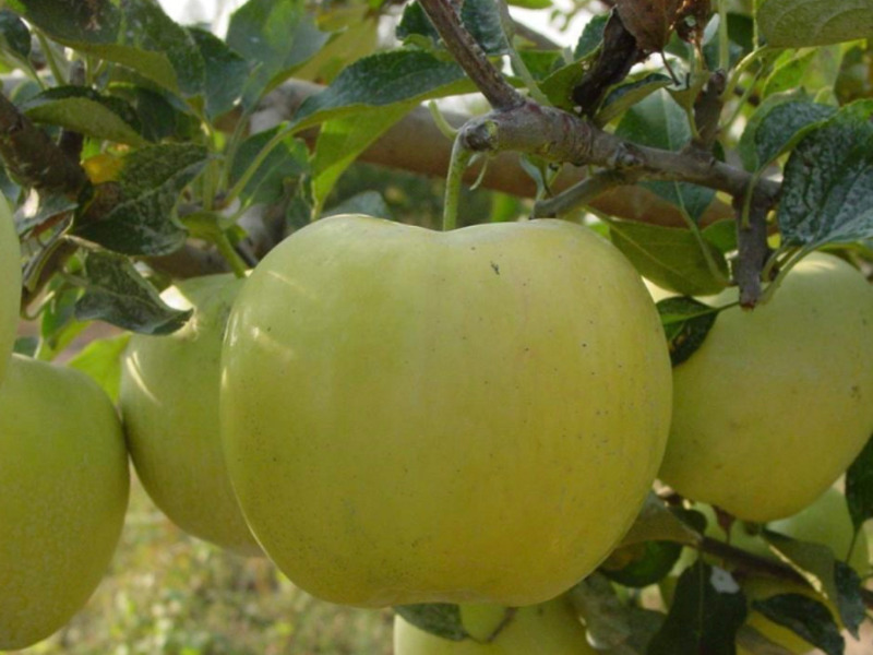 水蜜桃苹果树苗采购 客户至上 浙江品禧瑞农业供应