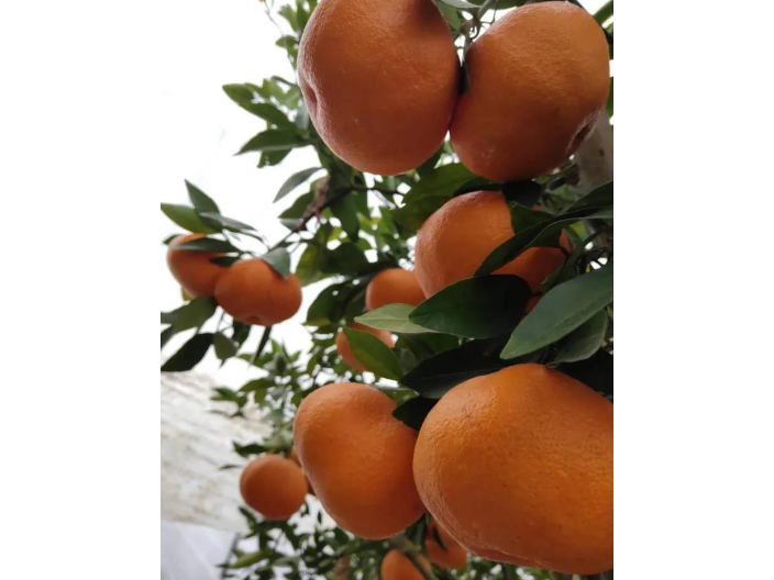 四川柑橘树苗在哪里买 诚信服务 浙江品禧瑞农业供应