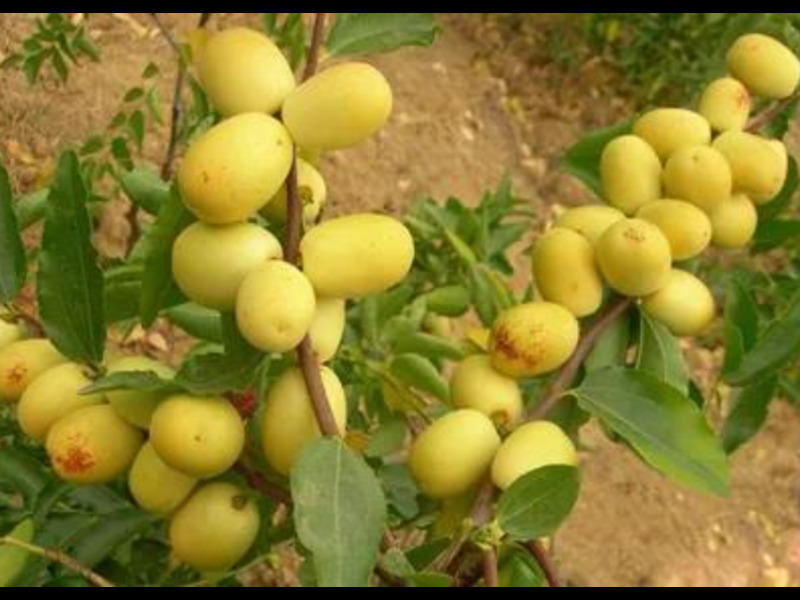 河北新品种果树类有哪些 服务为先 浙江品禧瑞农业供应