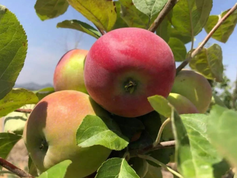 水蜜桃苹果树苗采购 客户至上 浙江品禧瑞农业供应