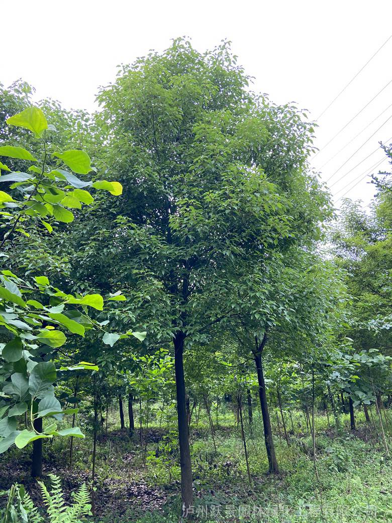 四川泸州全冠小叶香樟供应10-20公分，分支点统一，树形标准
