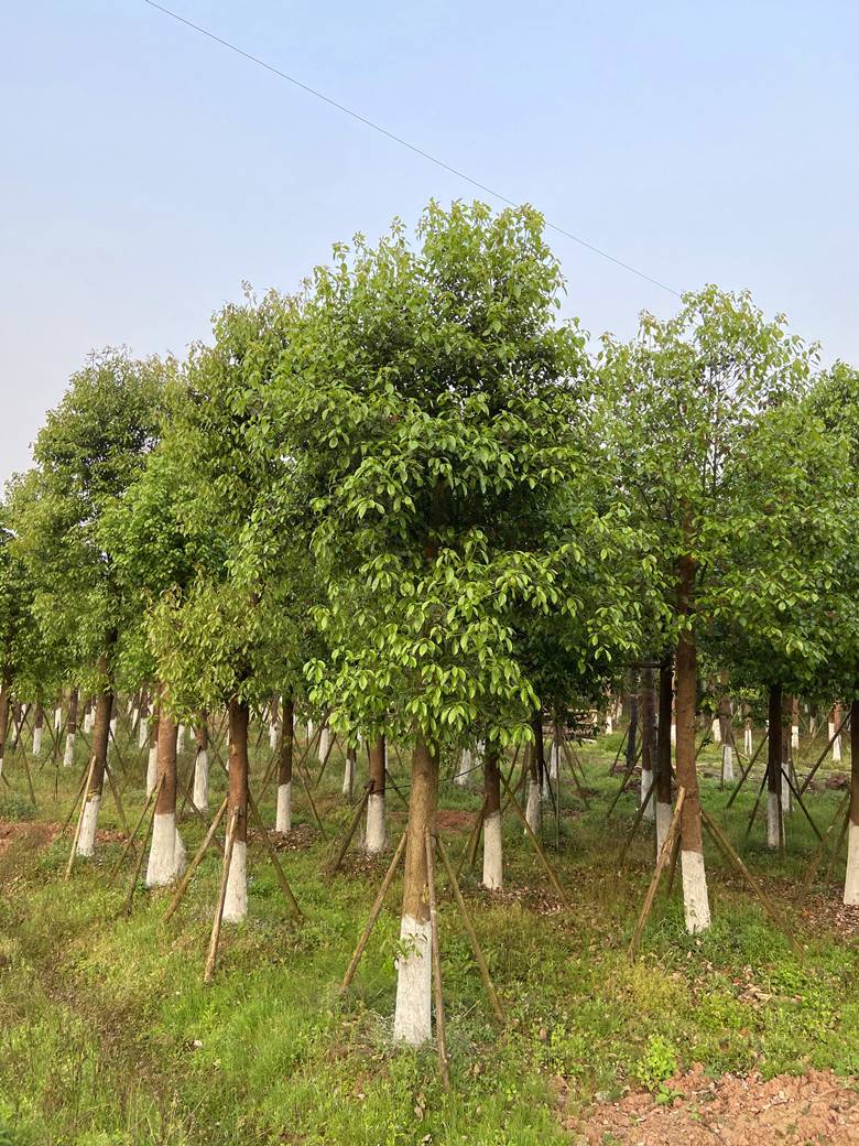 跃景园林供应20-40公分带头移植香樟 泸州基地直销价格实惠性价比高