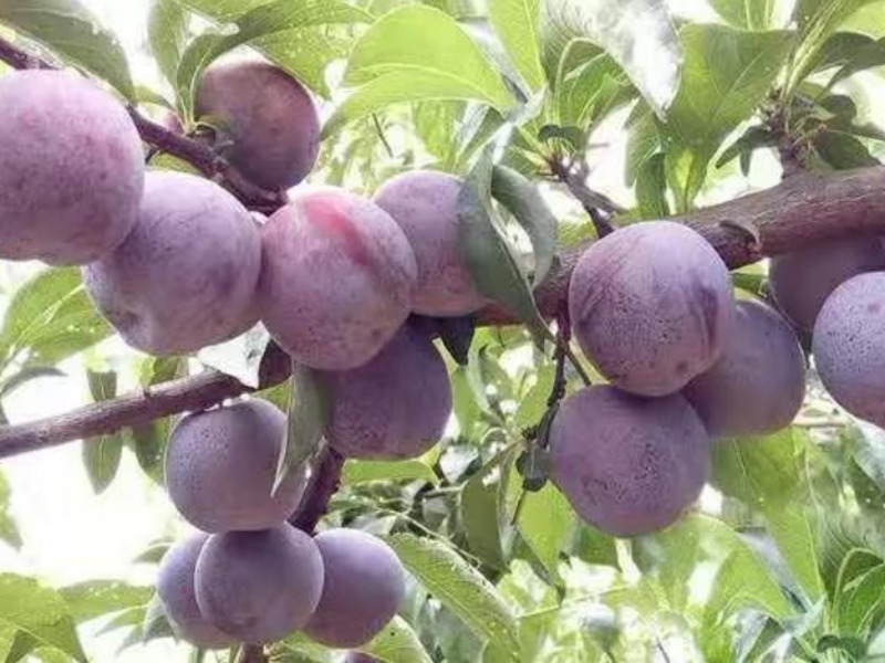 河北新品种果树类有哪些 服务为先 浙江品禧瑞农业供应