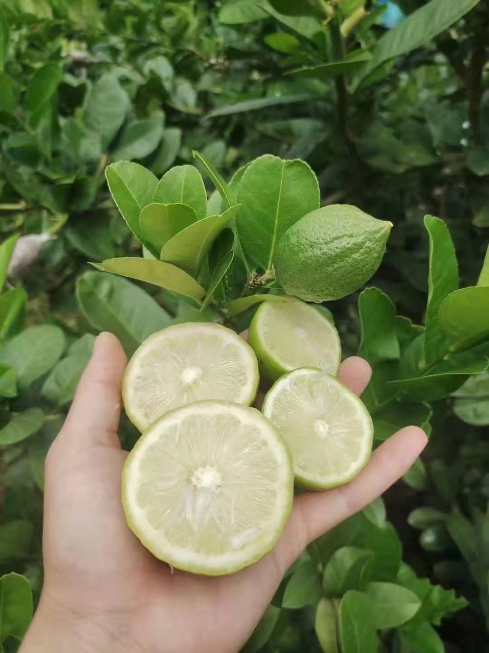 广东四季无核香水柠檬苗就选绿邦农业品种品质有**