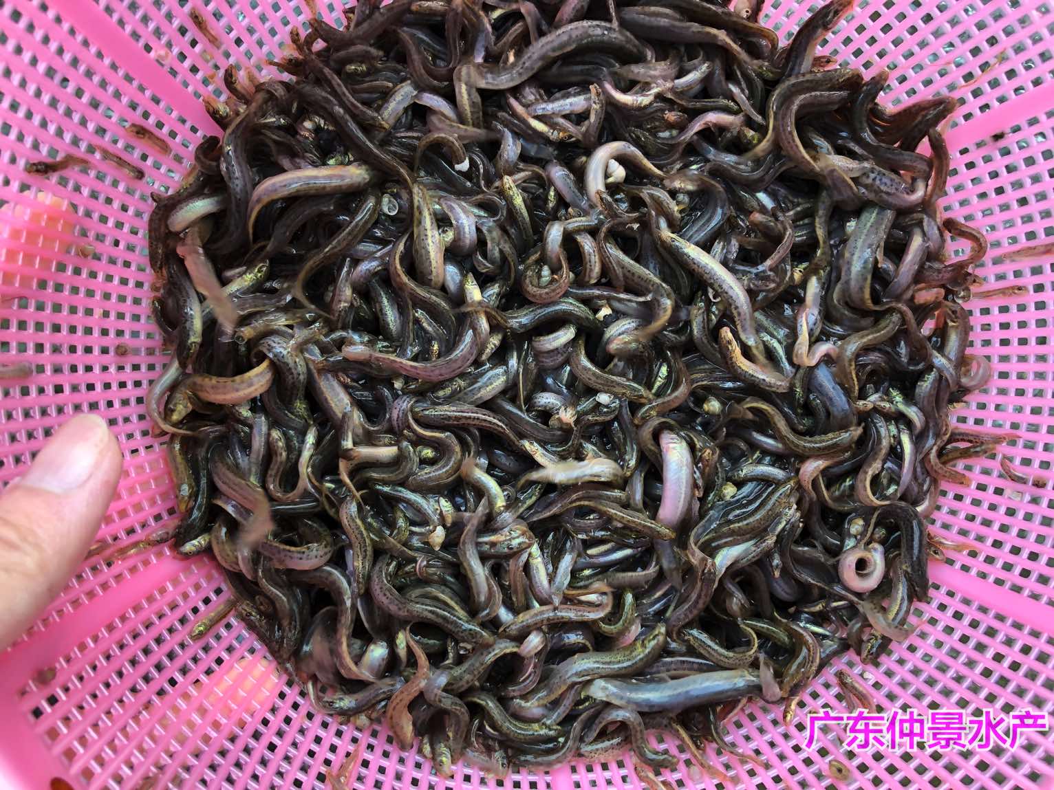 泥鳅苗养殖基地中国台湾泥鳅王泥鳅鱼苗种苗中国台湾泥鳅苗
