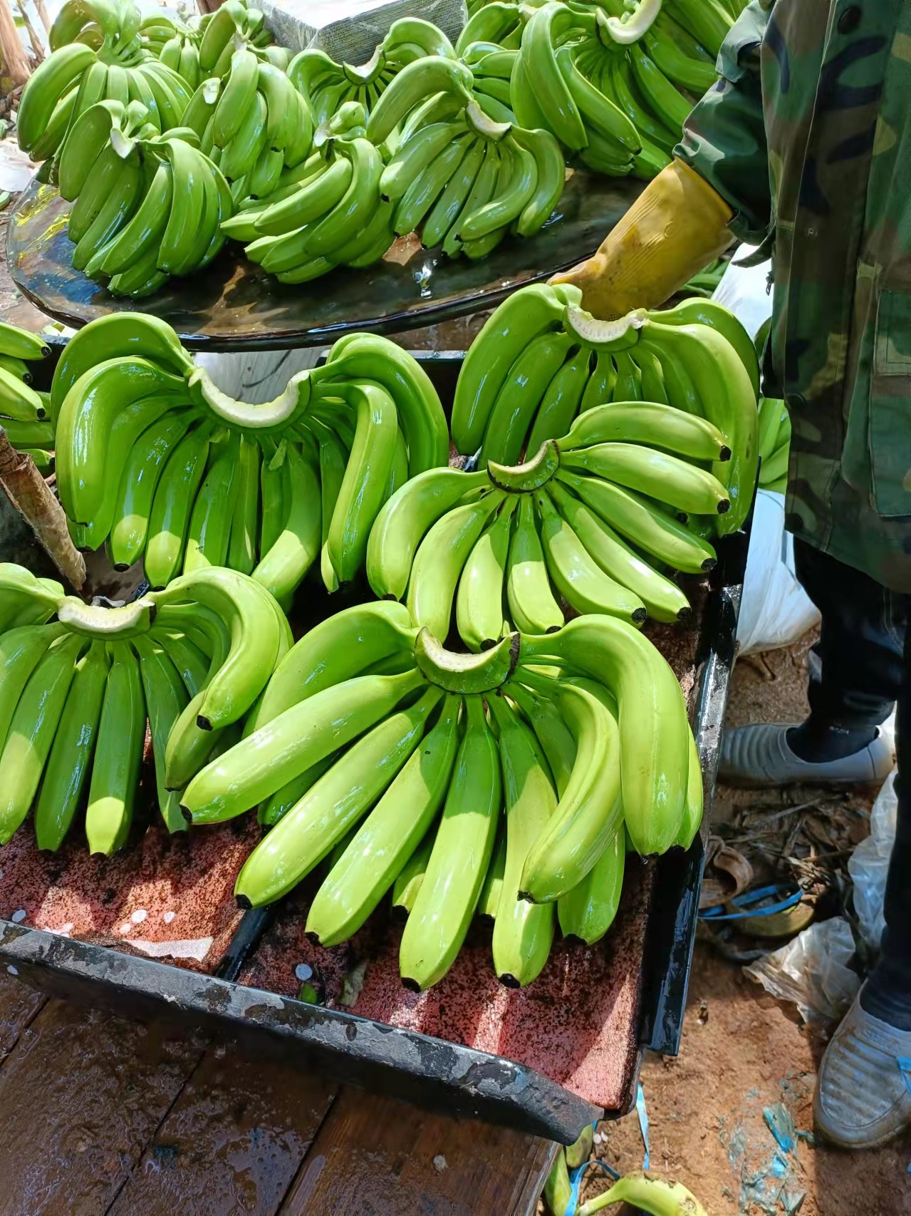 回收香蕉_广西香蕉回收公司
