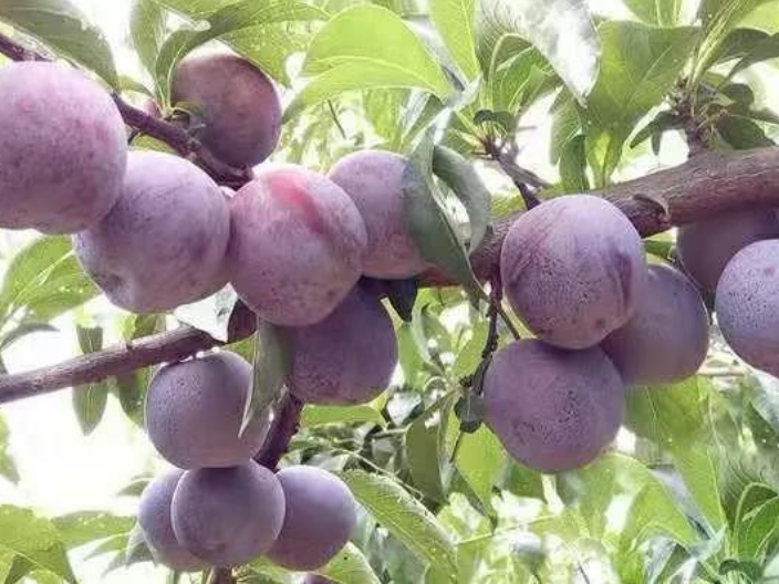沈阳好种植的新品种果树 诚信服务 浙江品禧瑞农业供应