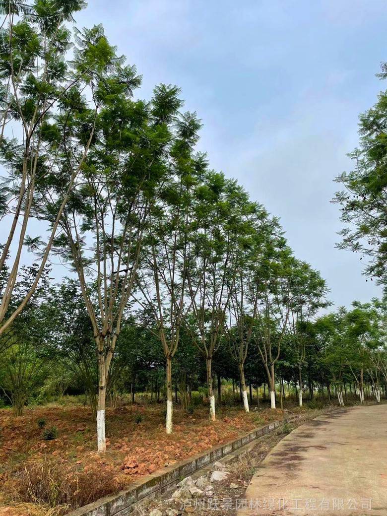 重庆18公分20cm蓝花楹精品树形大量基地供应