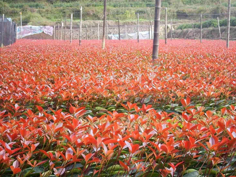 河南杜鹃小苗小苗基地 铸造辉煌 咸安区春城苗圃供应