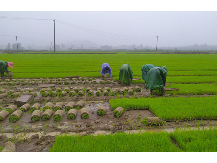 温州长粒型香米供应商 诚信经营 江苏景山生态**农业供应