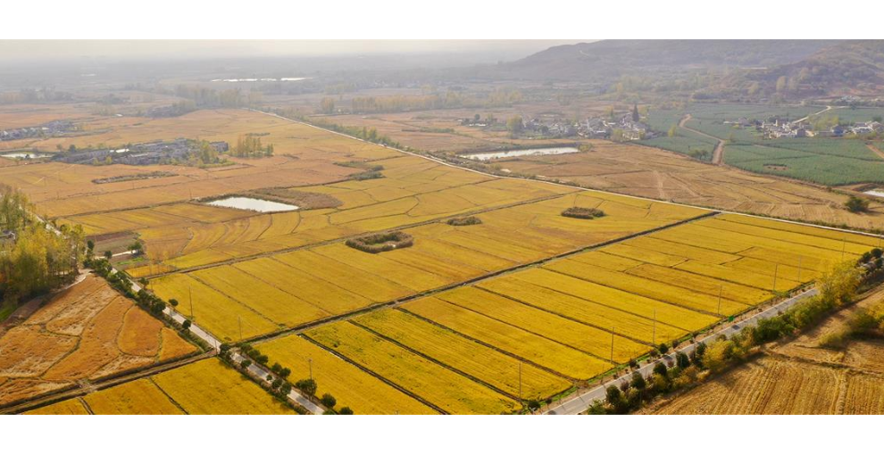 台州真空包装大米销售 江苏景山生态**农业供应