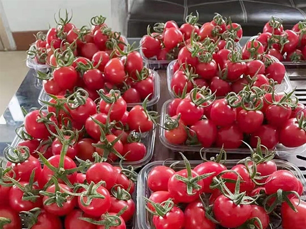 東莞中堂鎮食堂蔬菜配送 企業食堂承包 蔬菜基地 新鮮配送