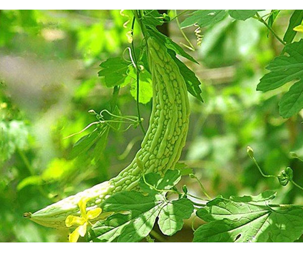 清溪鎮食材配送批發電話 食材配送 蔬菜基地 新鮮配送