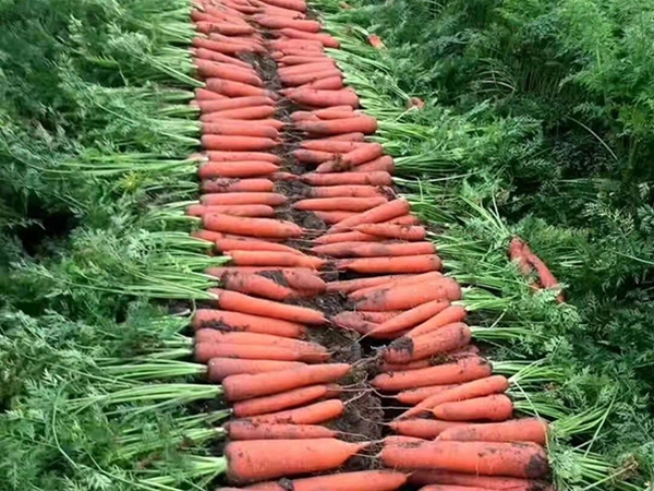 松崗紅星社區食材配送