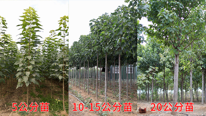 宁夏生态楸树种植厂家 客户至上 莱阳市绿森苗木种植供应