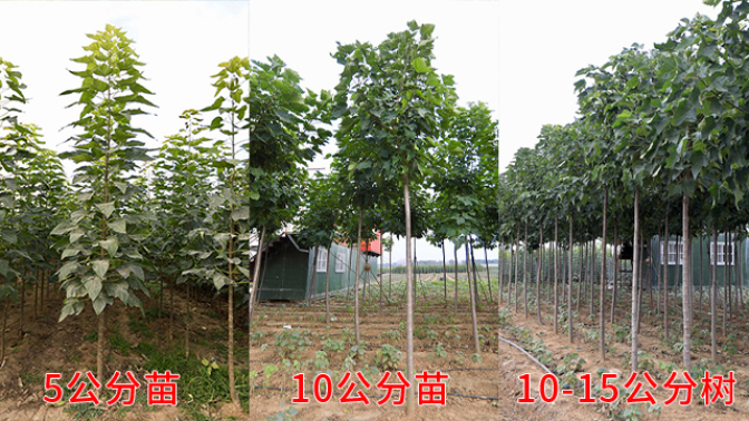郑州生产楸树销售厂家 诚信经营 莱阳市绿森苗木种植供应