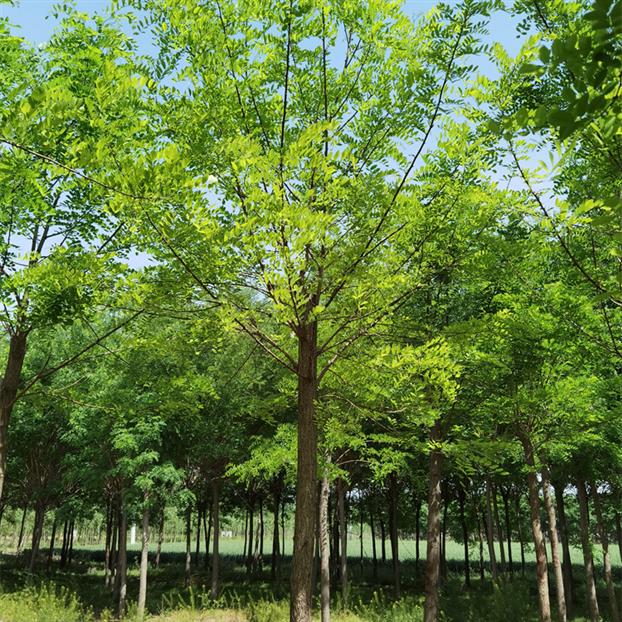 白花刺槐荒山绿化
